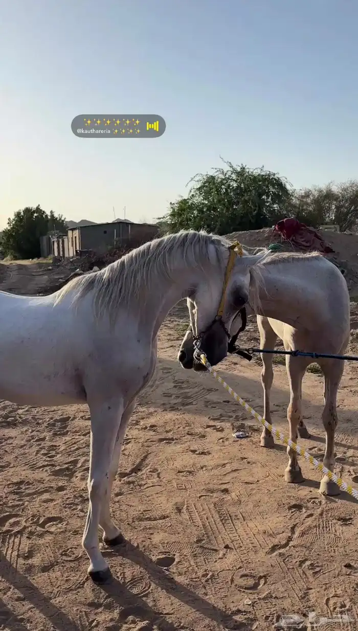 خيل شعبي 4