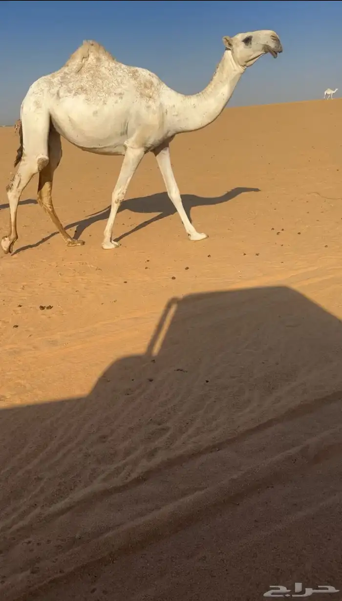 البعير الكفووو 3