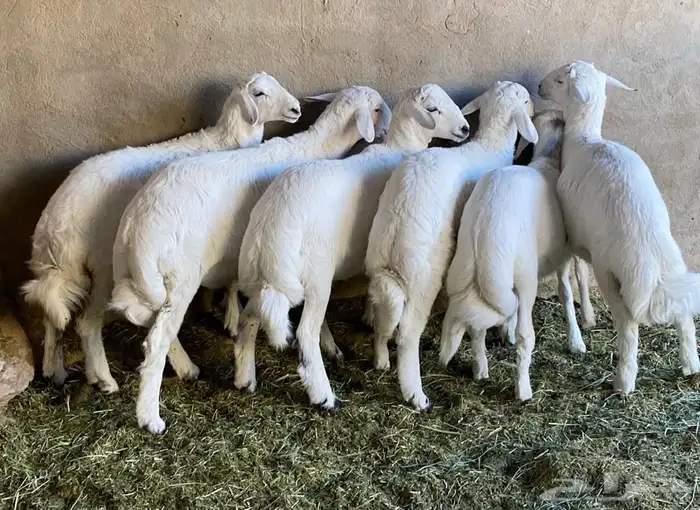 ذبايح خرفان بلديه ومن غنم شهران 9