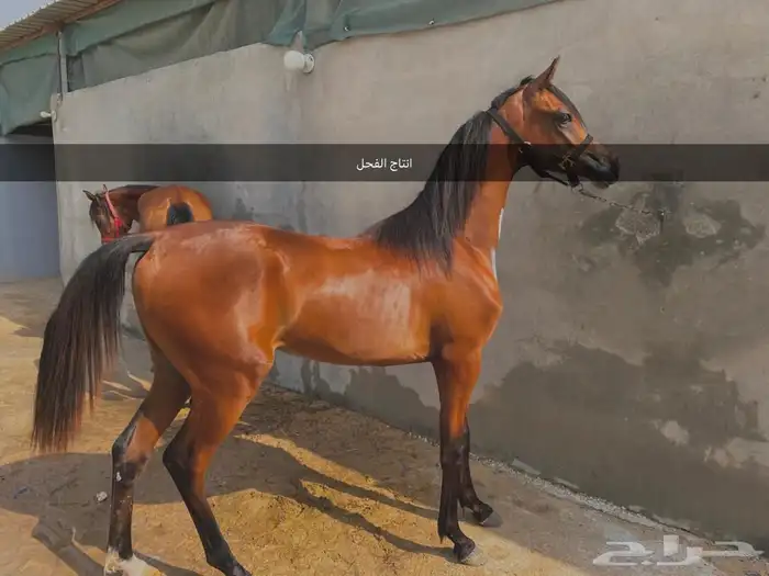 فحل مربط فاخر 3