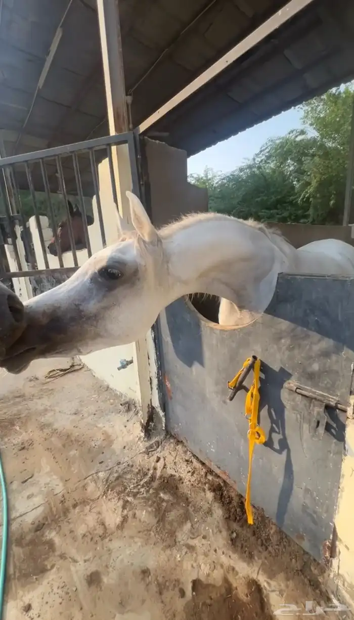خيل شعبي 1