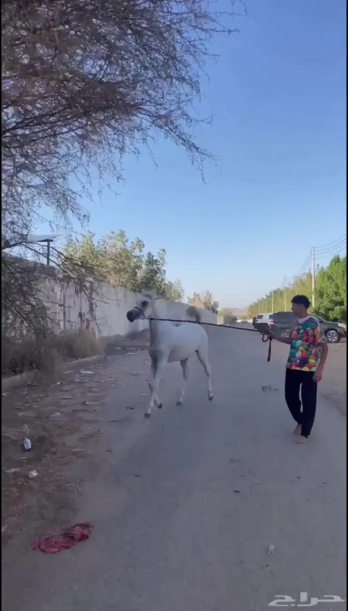 خيل شعبي 2