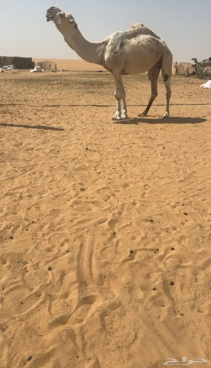 البعير الكفووو 0