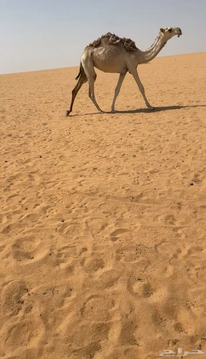 البعير الكفووو 1