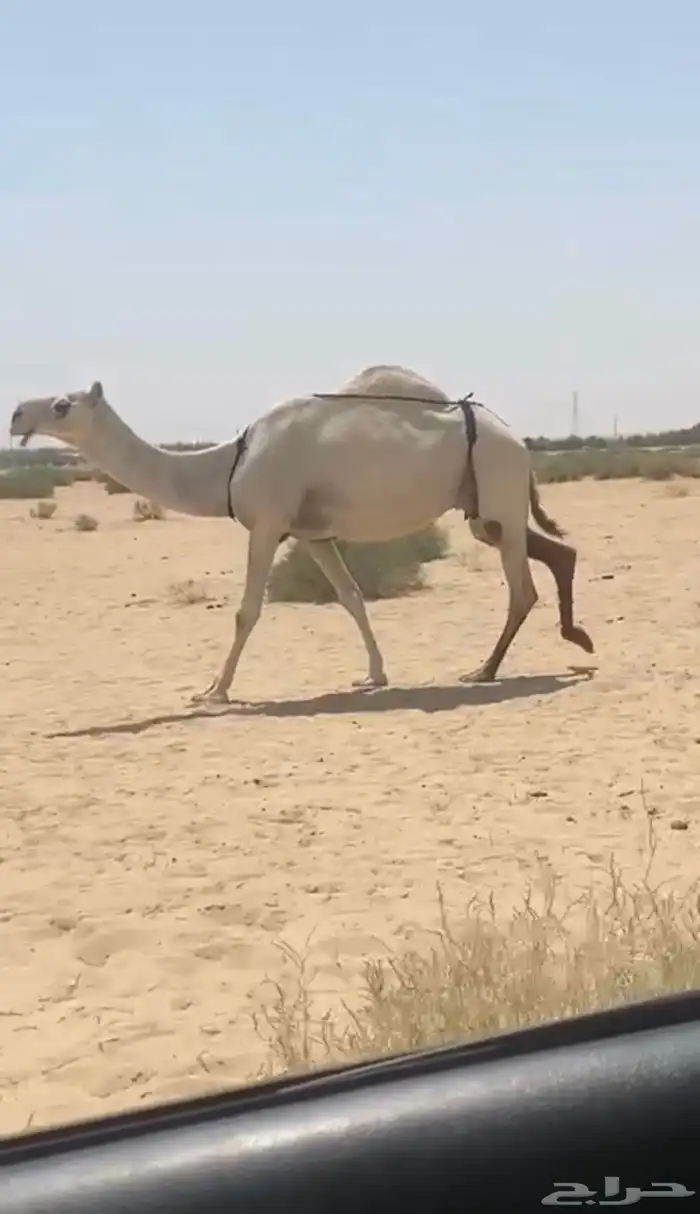 عشرا طيبه وكفو 4