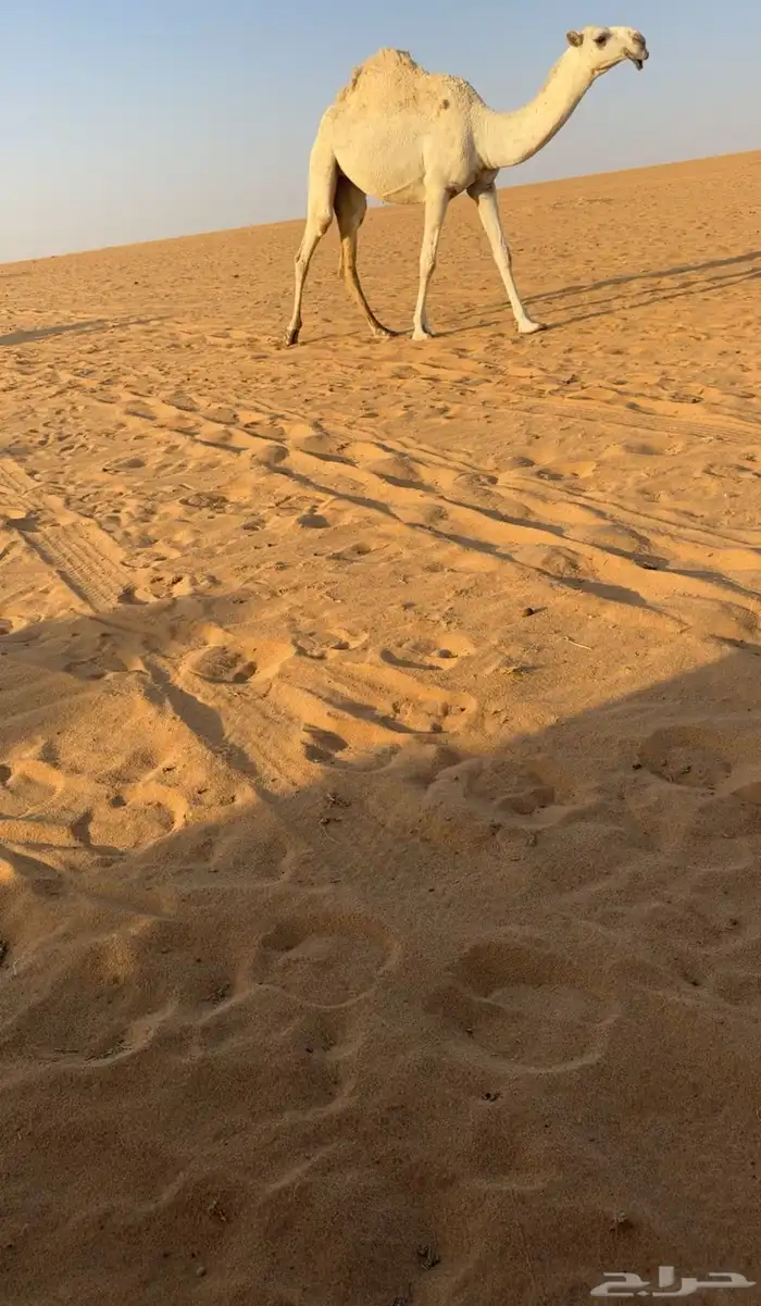 البعير الكفووو 5