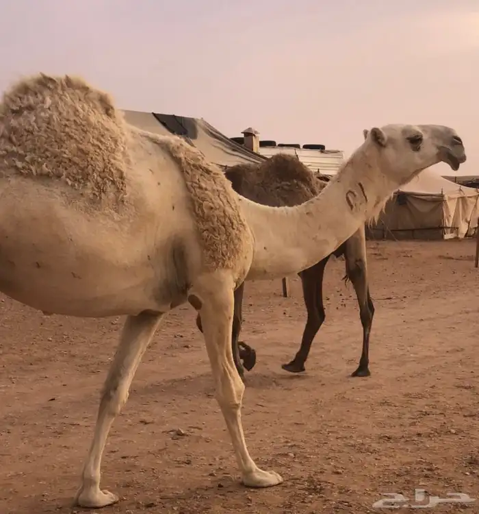 الرياض المزاحميه شخيب 1