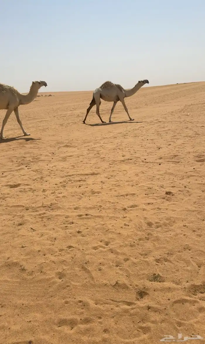 البعير الكفووو 2