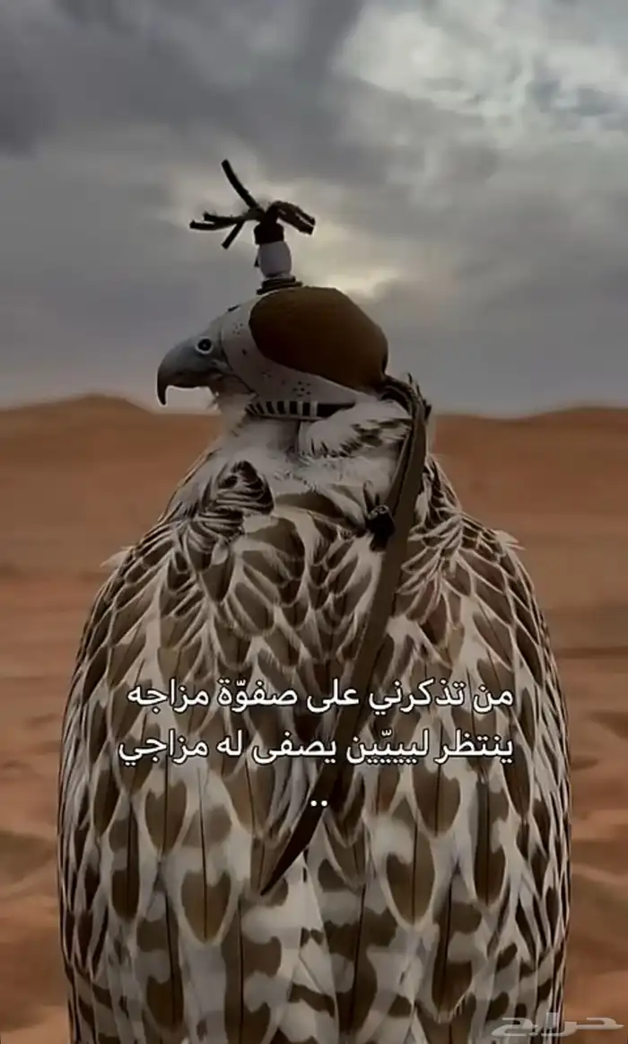 مطلوب طير حر بسعر معقول طول في عرض واحد وصايد وعندي له بديل 0