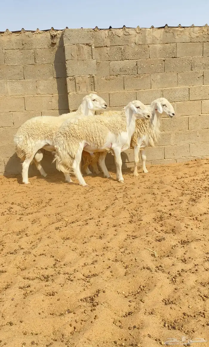 للبيع فحول حري حرش صنف 4