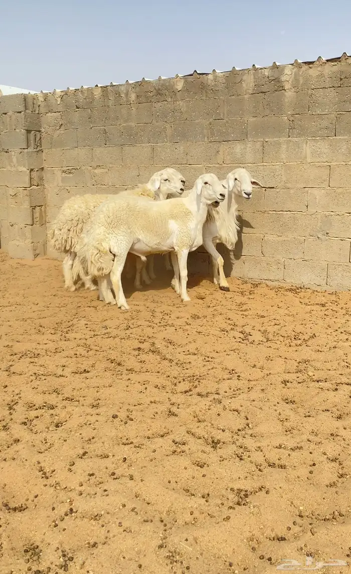 للبيع فحول حري حرش صنف 5