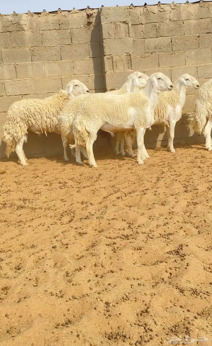 للبيع فحول حري حرش صنف 3