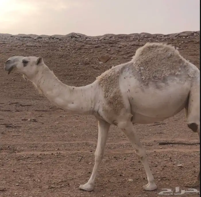 الرياض المزاحميه شخيب 0