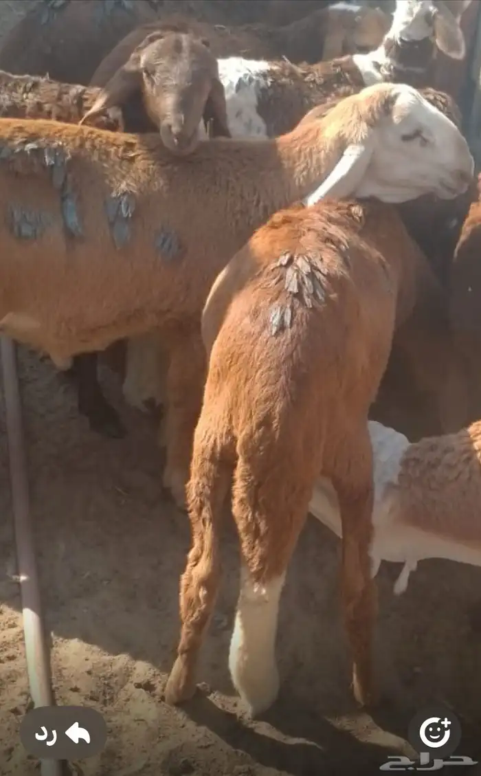 غنم سواكن   سواكنى  نوع حمرى مربى لدينا اكثر من 3 اشهر 1
