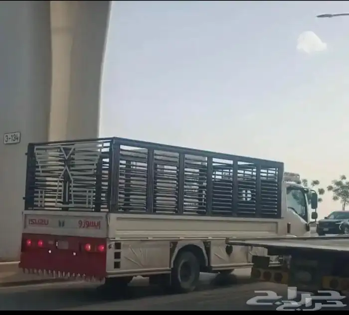 عقلة الصقور 0