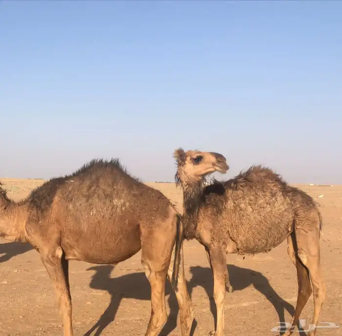 بكار للبيع 1