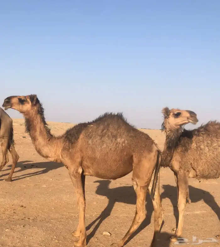 بكار للبيع 0