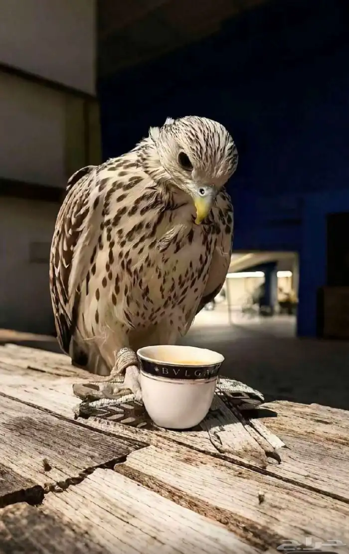 مطلوب طير حر او شيهانه بسعر معقول 0