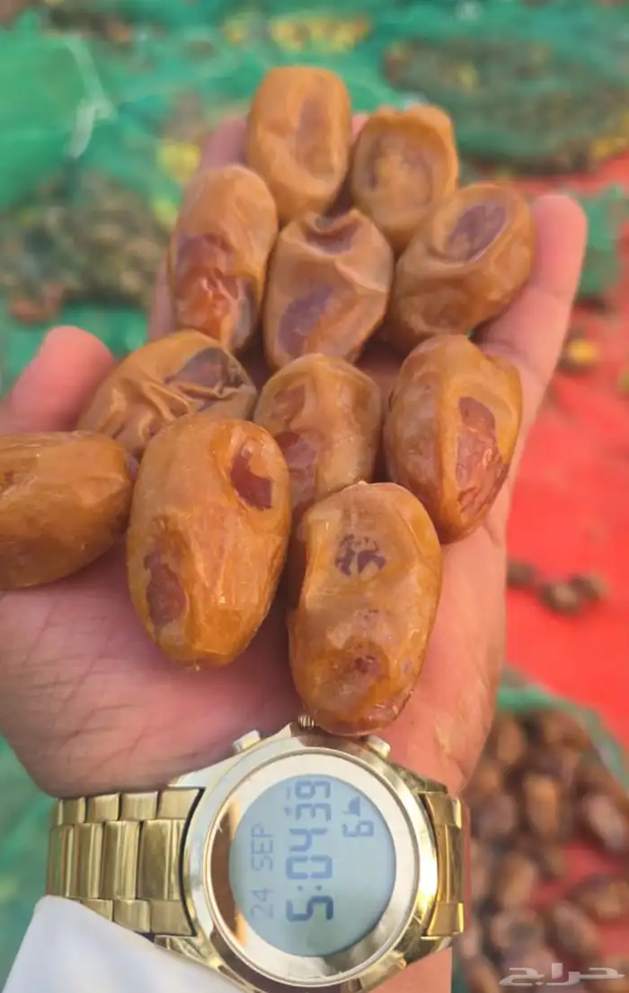 تمور القرنه  الجله اشيقر 0