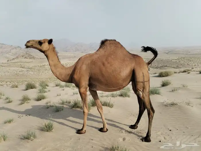 ناقه ساحليه 2