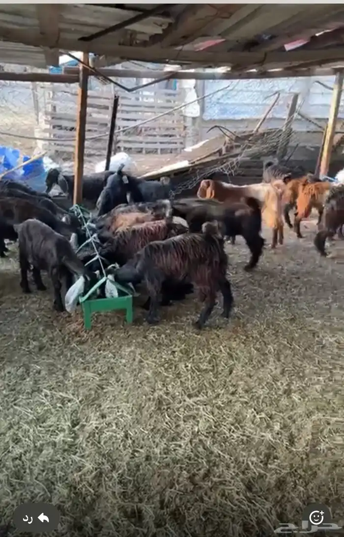 تيوس وجفرات اللبيع جمله وتفريد 0