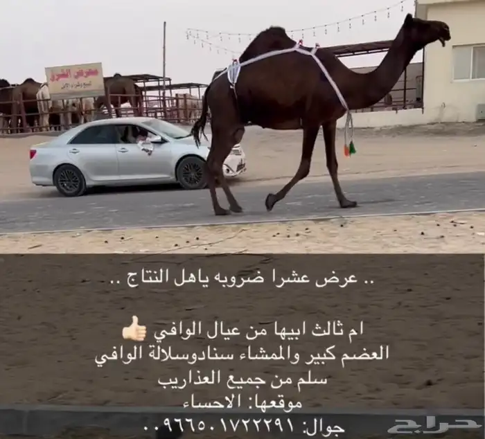 عشرا ضروبه مجهم 0