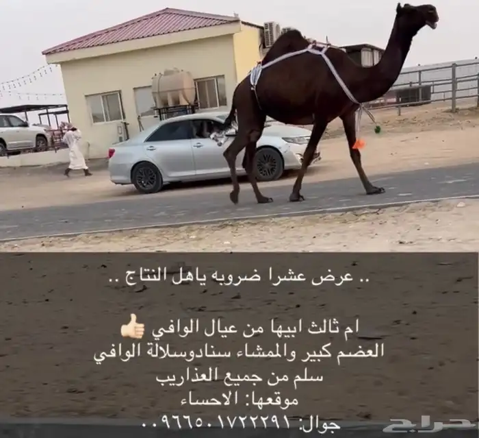 عشرا ضروبه مجهم 1