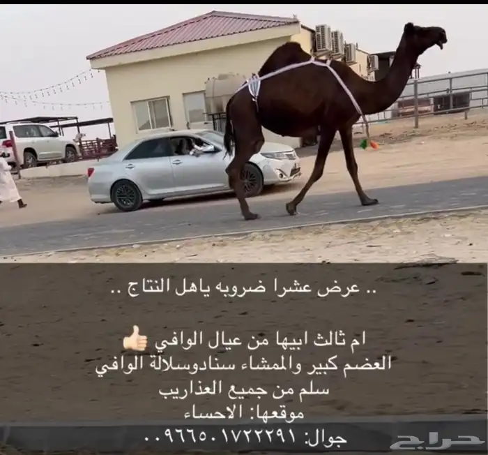 عشرا ضروبه مجهم 2