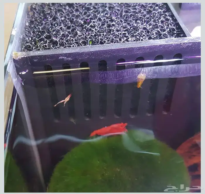 حوض سمك نانو مكعب من سيرا كامل 2