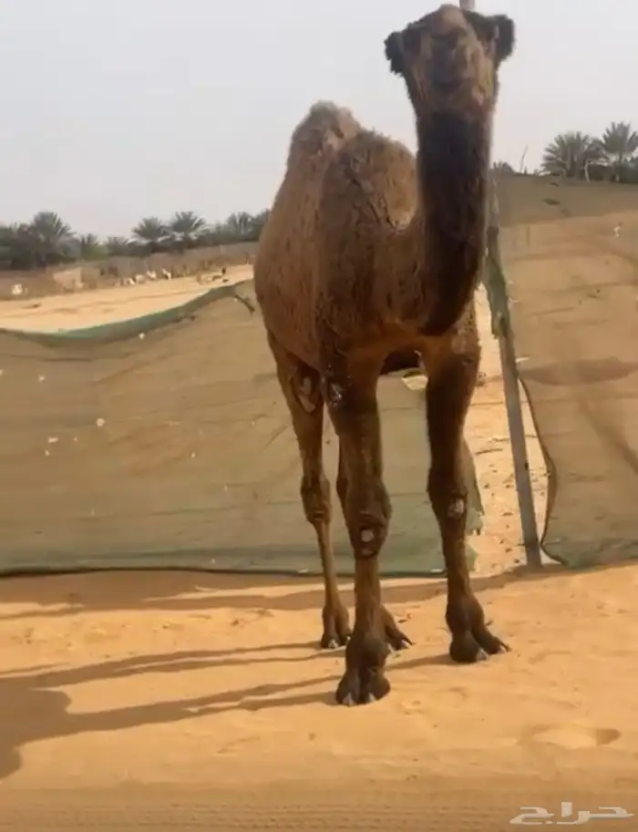 قعود 1