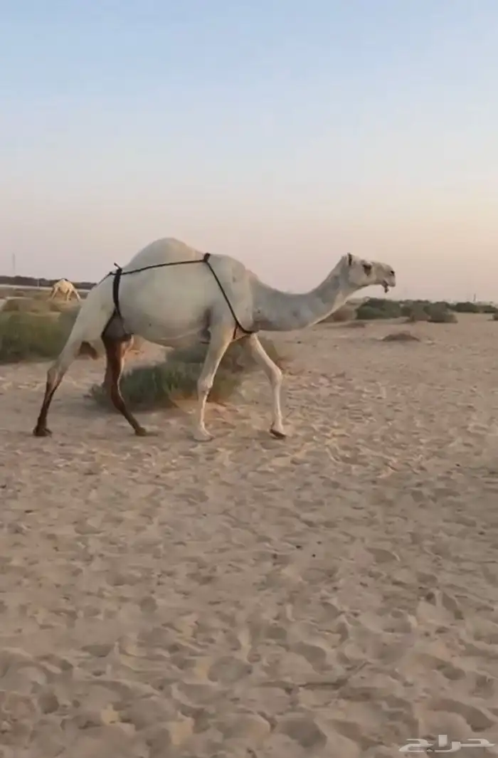 عشرا طيبه وكفو 1