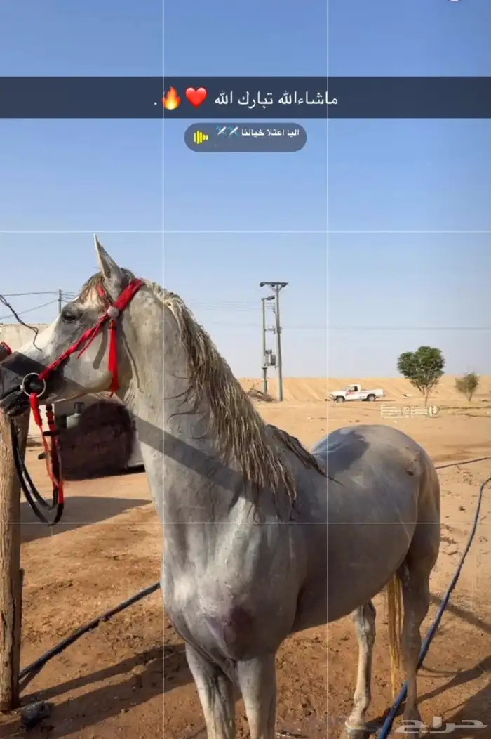 احصان شعبي كفو وله كسبات 1