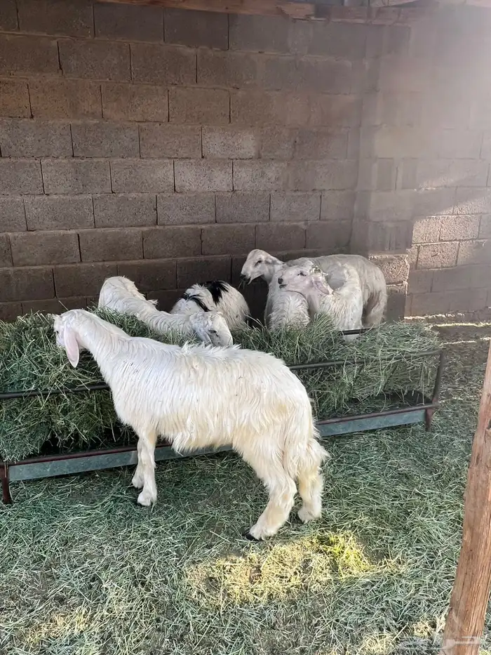 خرفان 1