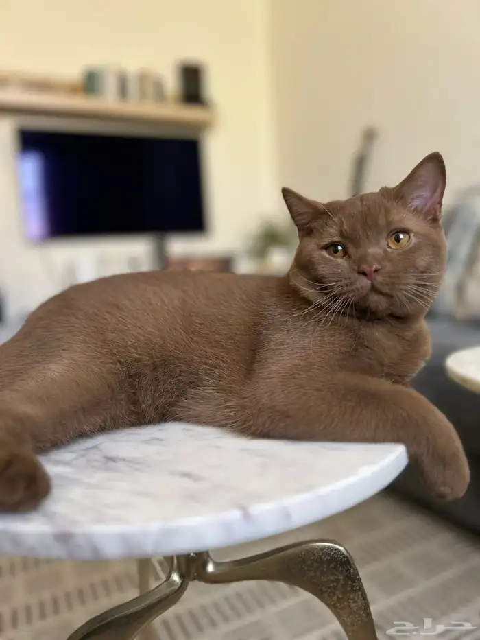 عرض للمهتمين بالإنتاج سينامون بريتش 2