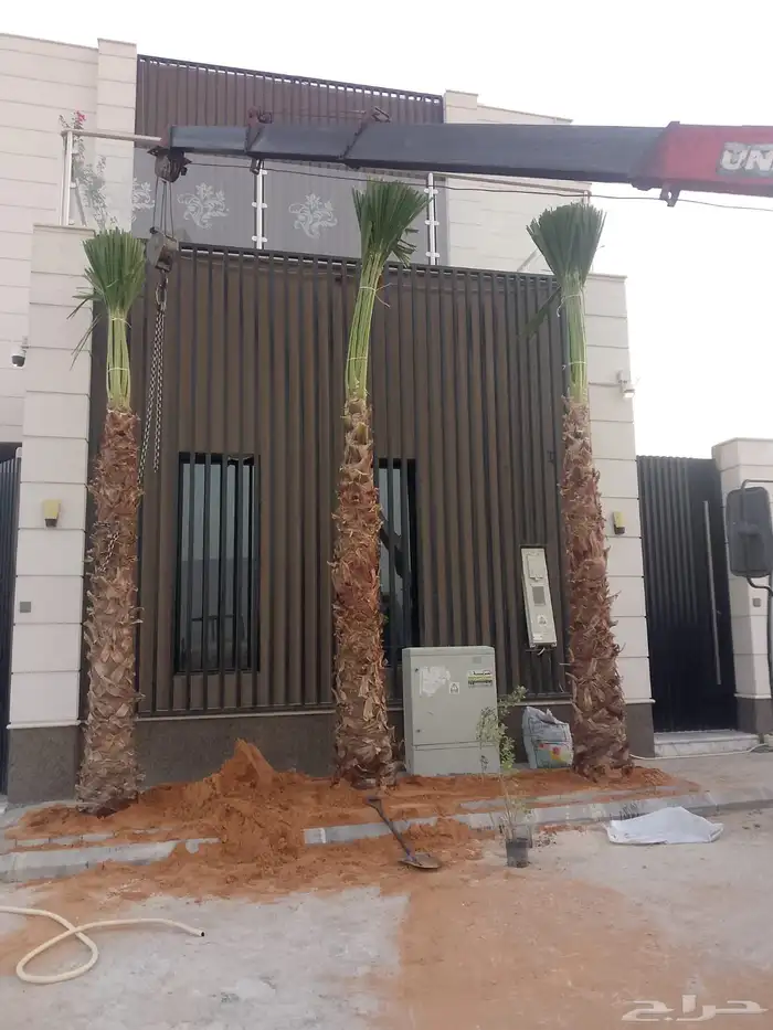 نخيل واشنطن للبيع بجميع انواع المقاسات لتواصل 1