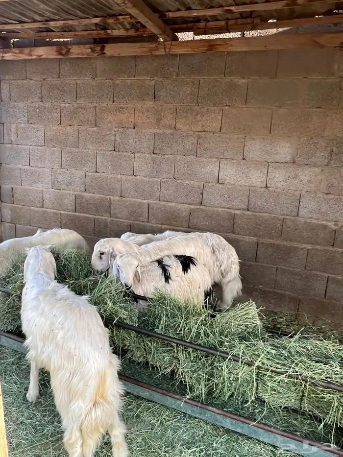 خرفان 0