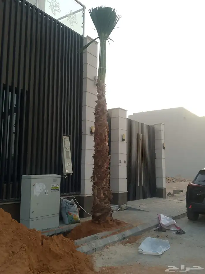 نخيل واشنطن للبيع بجميع انواع المقاسات لتواصل 0