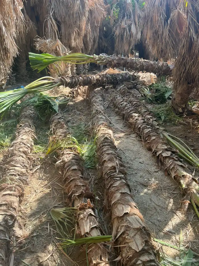 نخيل واشنطن للبيع بجميع انواع المقاسات لتواصل 5