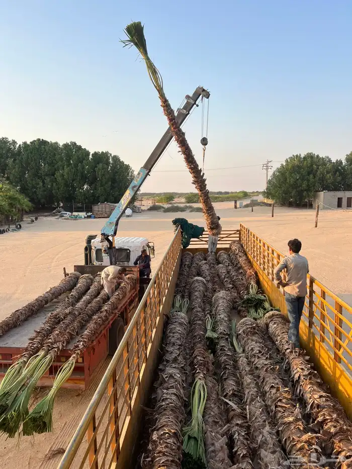 نخيل واشنطن للبيع بجميع انواع المقاسات لتواصل 6