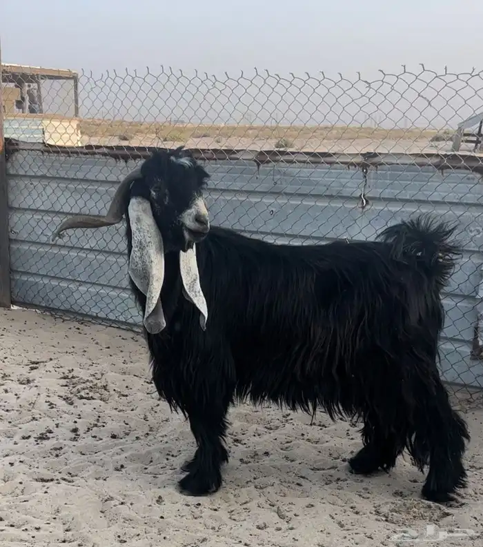 فحل عارضي طيب .. تم البيع 1