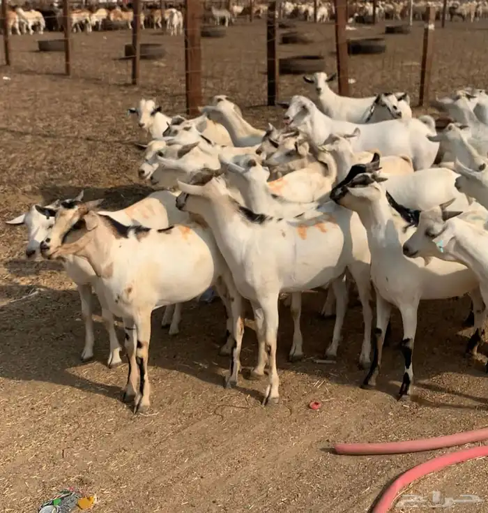 100 تيوس مرابي فل من 650 0
