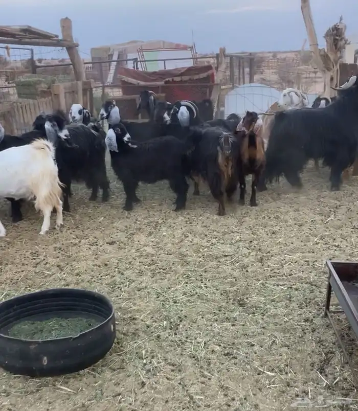 معزا دفيع بعضها مقرب والبعض باقي 0