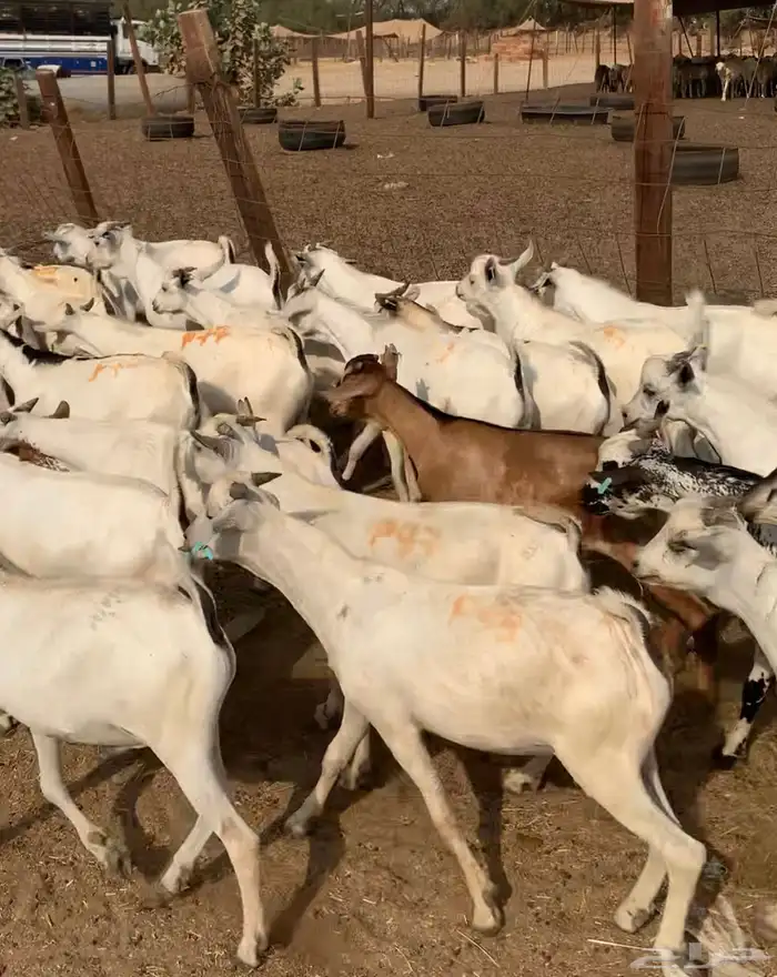 100 تيوس مرابي فل من 650 2