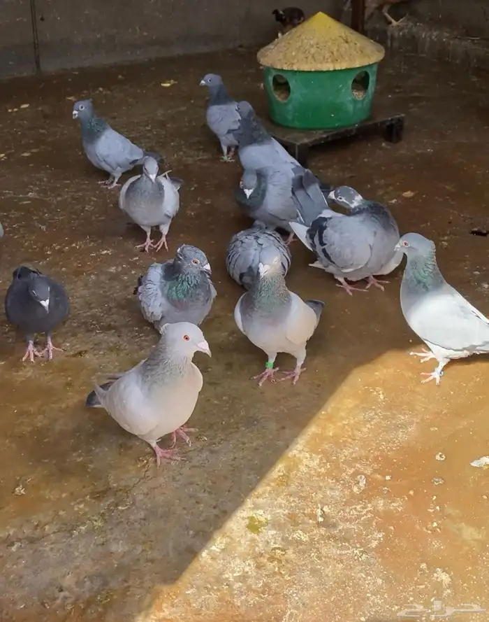 حمام زاجل بارلس 2