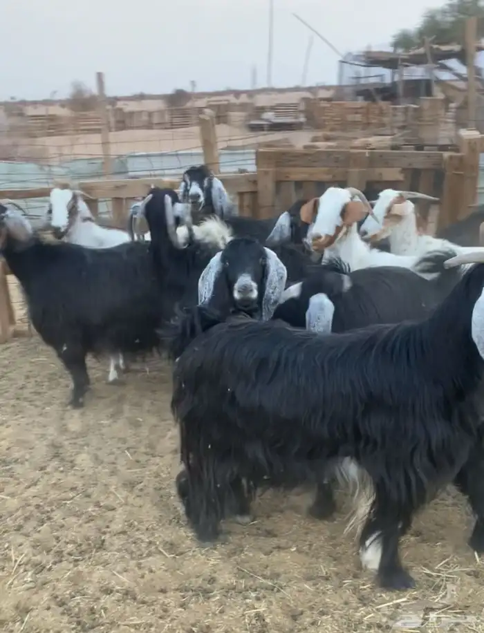 معزا دفيع بعضها مقرب والبعض باقي 1