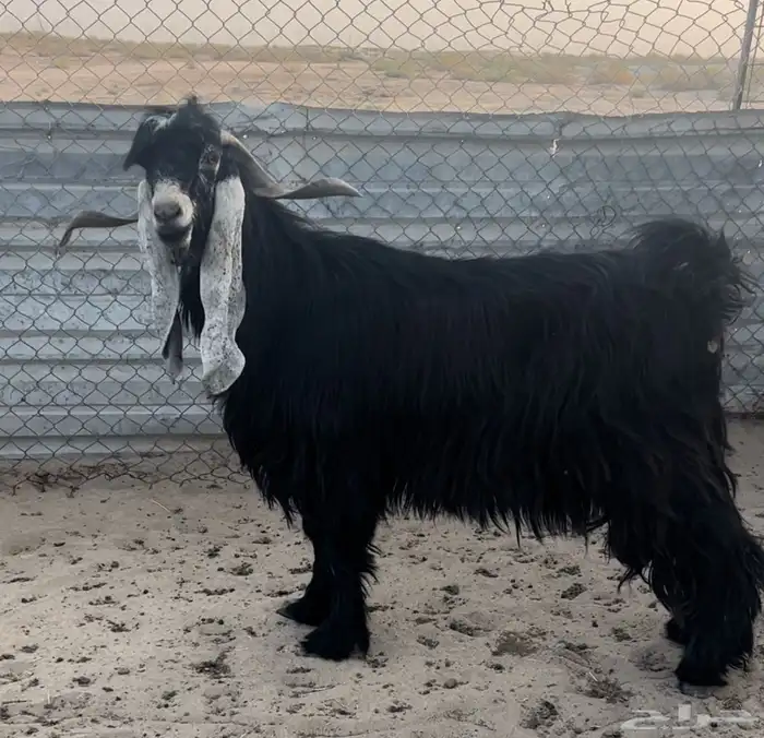 فحل عارضي طيب .. تم البيع 2