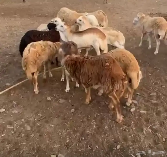 غنم رفيدي فل ظهر وطرف 0