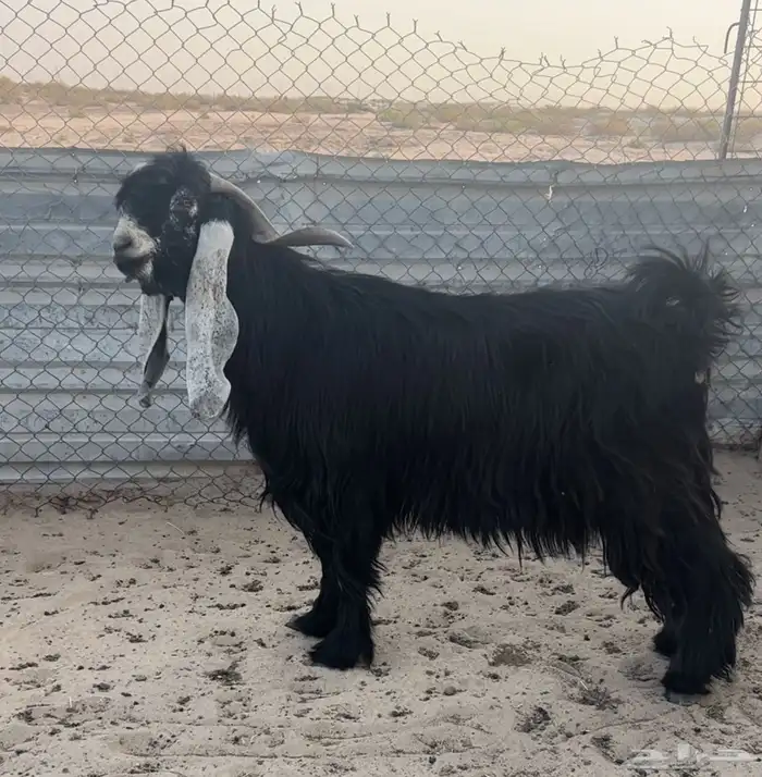 فحل عارضي طيب .. تم البيع 0