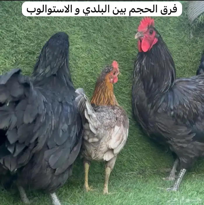 للبيع دجاج استرالوب منتج 6