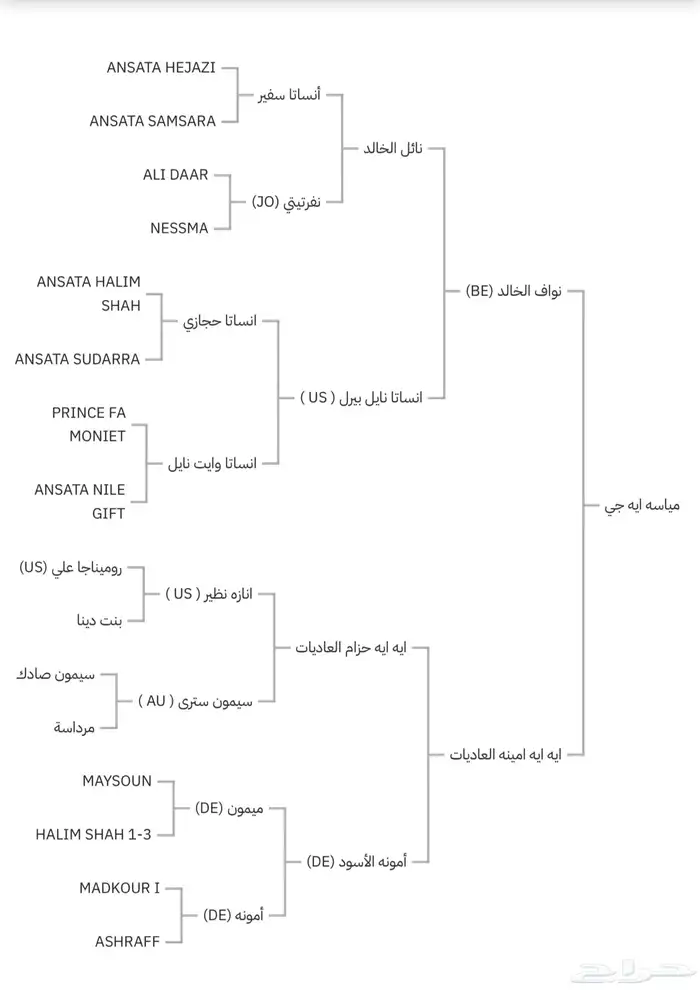 مهرة واهو مصرية بيور 11